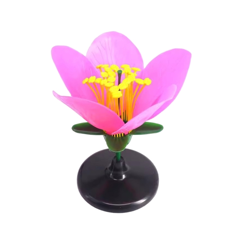 Science Exhibition Models - K9FC 科学展示用現実的な植物教育モデル中学校生物学デモンストレーションツール