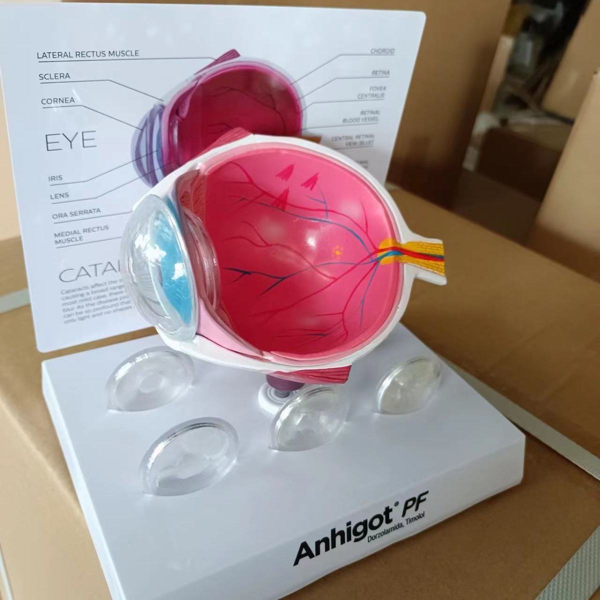 眼模型 白内障眼模型、教育実験医学解剖模型 眼科クリニック展 - Science Exhibition Models のレビューと価格